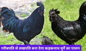 गरीबपति से लखपति बना देगा कड़कनाथ मुर्गे का पालन, मार्केट में बड़ी इसकी डिमांड देख पूरी जानकरी