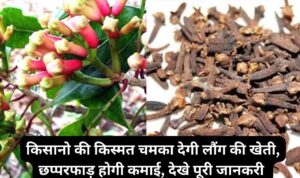 किसानो की किस्मत चमका देगी लौंग की खेती, छप्परफाड़ होगी कमाई, देखे पूरी जानकरी