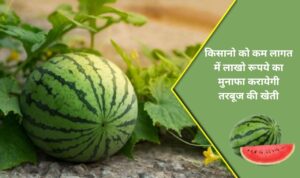 किसानो को कम लागत में लाखो रूपये का मुनाफा करायेगी तरबूज की खेती, जाने इसकी पूरी जानकरी