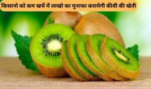 किसानो को कम खर्चे में लाखो का मुनाफा करायेगी कीवी की खेती, जाने इसकी पूरी जानकरी