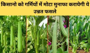 किसानो को गर्मियों में मोटा मुनाफा करायेगी ये उन्नत फसले, जाने पूरी जानकरी