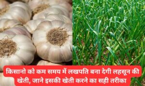 किसानो को लखपति बना देगी लहसून की खेती, कम समय में हो जाओगे मालामाल, जाने खेती करने का सही तरीका