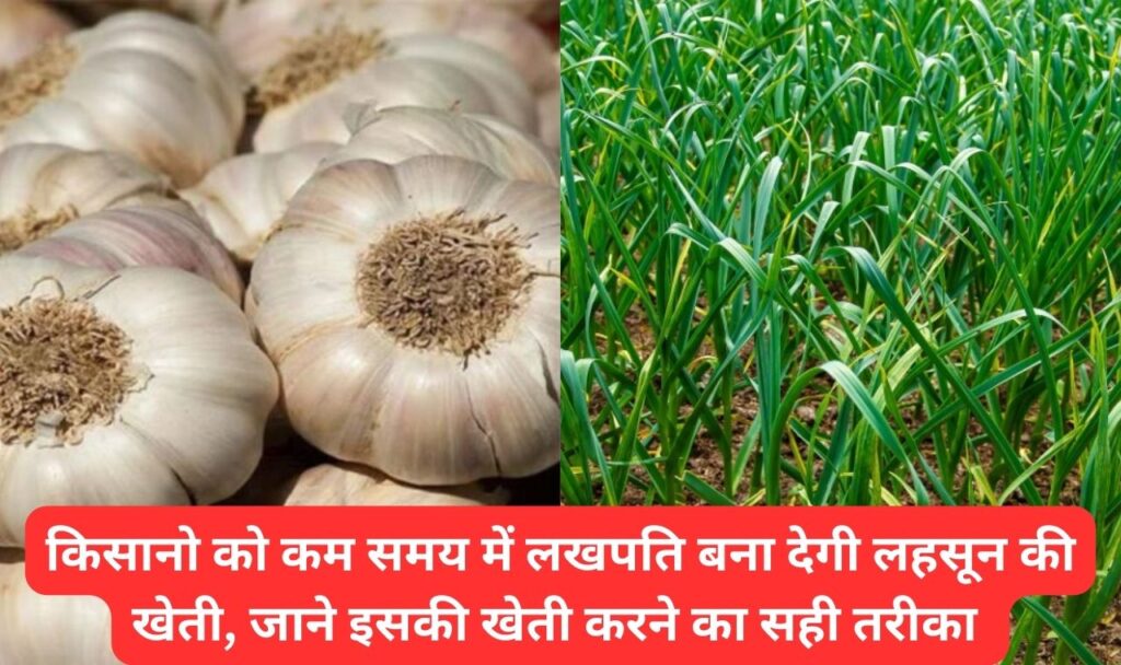 किसानो को लखपति बना देगी लहसून की खेती, कम समय में हो जाओगे मालामाल, जाने खेती करने का सही तरीका 1 किसानो को लखपति बना देगी लहसून की खेती, कम समय में हो जाओगे मालामाल, जाने खेती करने का सही तरीका