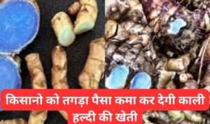 किसानो को तगड़ा पैसा कमा कर देगी काली हल्दी की खेती, जाने इसकी पूरी जानकारी