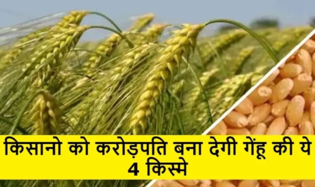 किसानो को करोड़पति बना देगी गेहू की ये 4 किस्मे, 100 क्विंटल से ज्यादा पैदावार की ग्यारंटी, देखे पूरी जानकारी 1 किसानो को करोड़पति बना देगी गेहू की ये 4 किस्मे, 100 क्विंटल से ज्यादा पैदावार की ग्यारंटी, देखे पूरी जानकारी