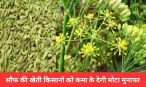 सौफ की खेती किसानो को कमा के देगी मोटा मुनाफा, देख इसकी पूरी जानकरी