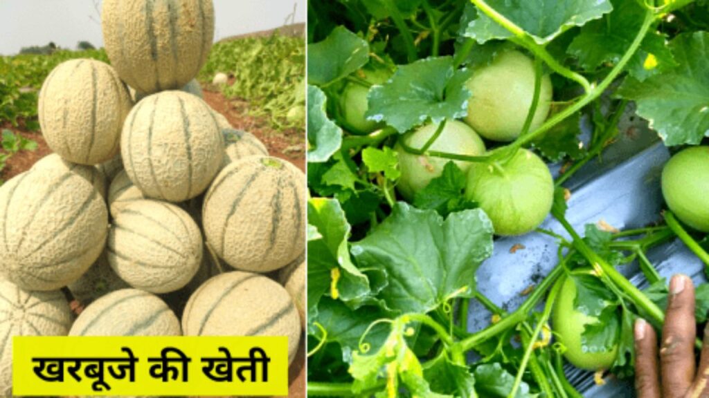 मात्र 3 महीने में किसानो को मोटा मुनाफा करायेगी खरबूजे की खेती, जाने पूरी जानकरी 1 मात्र 3 महीने में किसानो को मोटा मुनाफा करायेगी खरबूजे की खेती, जाने पूरी जानकरी