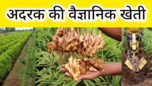 किसानो को अदरक की खेती बना देंगी लखपति, कम लागत में कमाई भी होगी दुगुनी, देखे सम्पूर्ण जानकारी