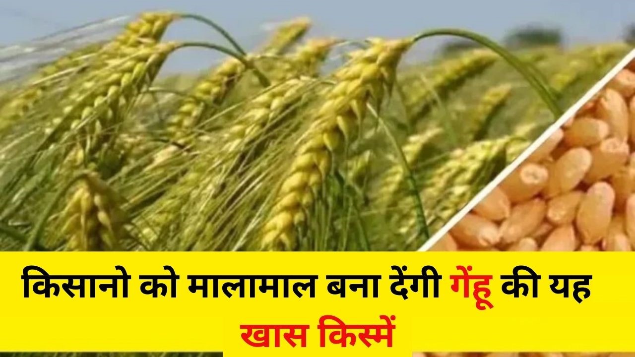 गेहूं की ये टॉप किस्मे किसानो को बना देंगी मालामाल, प्रति हेक्टेयर होगा तगड़ा मुनाफा, देखे डिटेल 1 गेहूं की ये टॉप किस्मे किसानो को बना देंगी मालामाल, प्रति हेक्टेयर होगा तगड़ा मुनाफा, देखे डिटेल