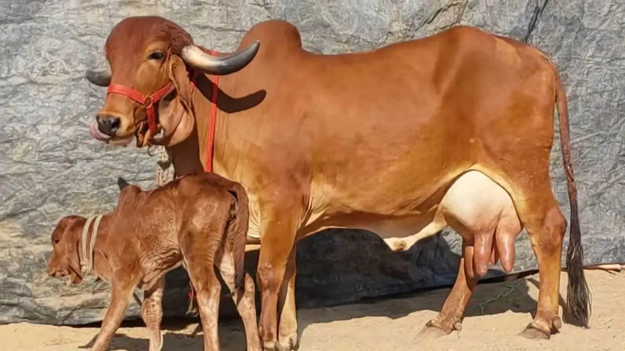 इस खास नस्ल की गाय पशुपालको को बना देंगी लखपति, देंगी रिकॉर्ड तोड़ दूध, जाने इसकी खासियत के बारे में 1 इस खास नस्ल की गाय पशुपालको को बना देंगी लखपति, देंगी रिकॉर्ड तोड़ दूध, जाने इसकी खासियत के बारे में