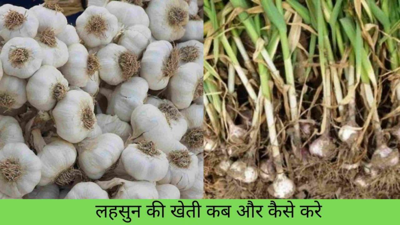 लहसुन की खेती किसान भाइयो को बना देंगी धन्नासेठ, जानिए खेती करने का तरीका 1 लहसुन की खेती किसान भाइयो को बना देंगी धन्नासेठ, जानिए खेती करने का तरीका