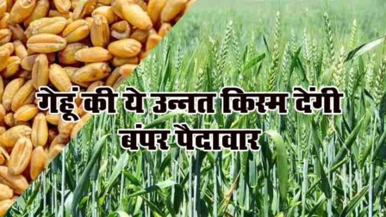 गेहूँ की ये टॉप किस्मो से होगा रिकॉर्ड तोड़ उत्पादन, कम लागत में होगा बंपर मुनाफा, देखे डिटेल 1 गेहूँ की ये टॉप किस्मो से होगा रिकॉर्ड तोड़ उत्पादन, कम लागत में होगा बंपर मुनाफा, देखे डिटेल