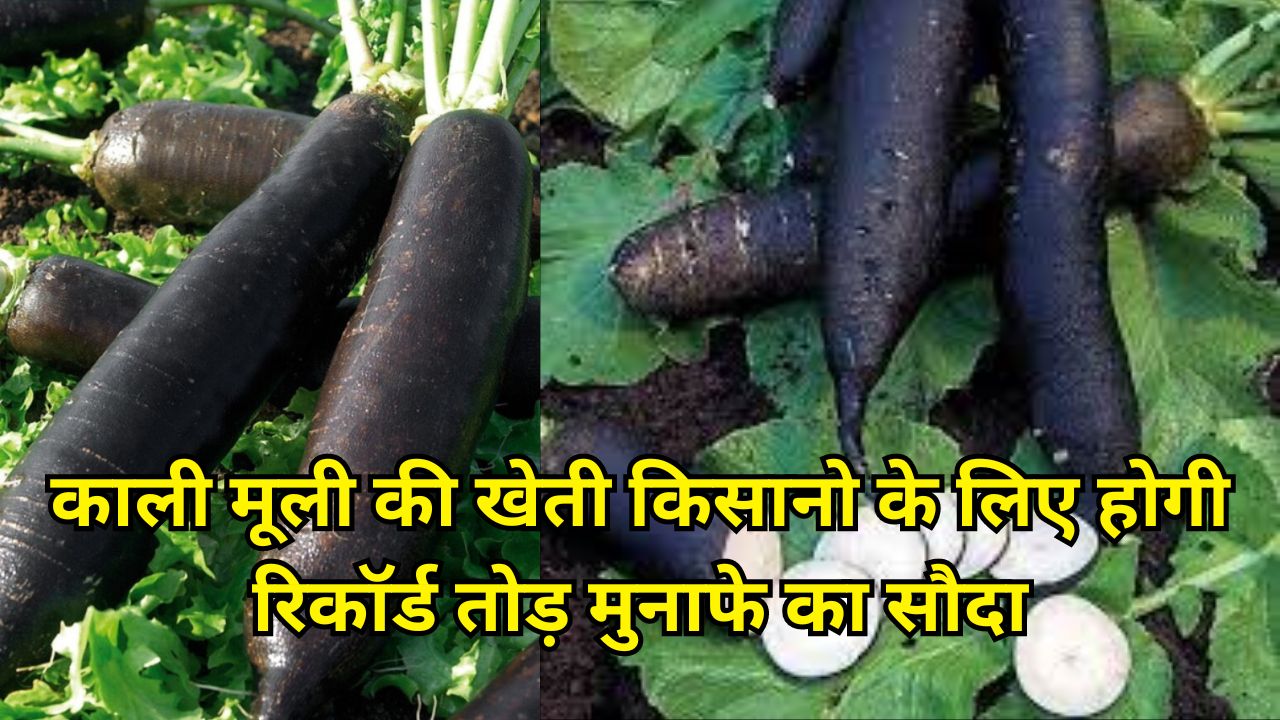 किसानो को मालामाल बना देंगी काली मूली की खेती, कम खर्चे में होगा लाखो का मुनाफा, देखे पूरी जानकारी 1 किसानो को मालामाल बना देंगी काली मूली की खेती, कम खर्चे में होगा लाखो का मुनाफा, देखे पूरी जानकारी