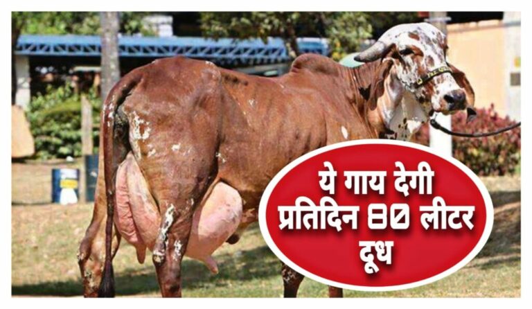 पशुपालको को मालामाल कर देगी इस नस्ल की गाय, 50 से 80 लीटर दूध देती है, जाने इसकी पूरी जानकरी