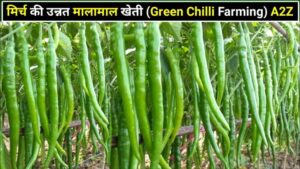 किसानो को मालामाल बना देगी मिर्ची की खेती, कम खर्चे बना देगी लखपति जाने इसकी पूरी जानकरी