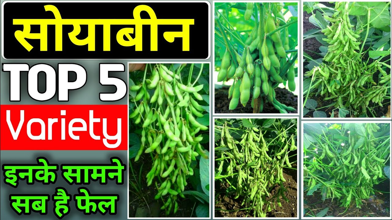 सोयाबीन की ये टॉप उन्नत किस्मो से होगा रिकॉर्ड तोड़ उत्पादन, कम लागत में हो जायेंगे मालामाल, देखे पूरी जानकारी 1 soyabean variety