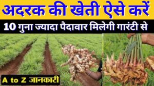 अदरक की खेती किसानो को बना देंगी धनवान, प्रति हेक्टेयर होगा 200 क्विंटल तक का उत्पादन, देखे सम्पूर्ण जानकारी