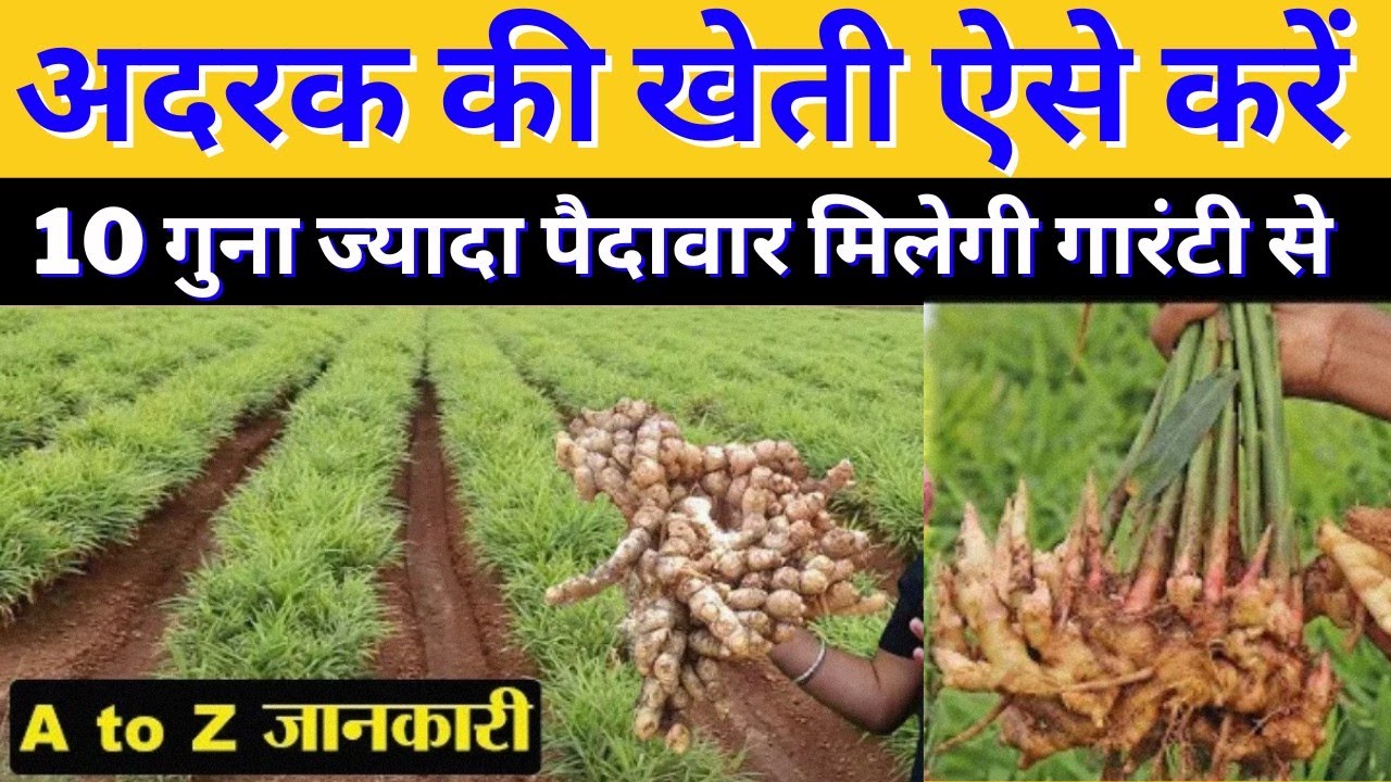 अदरक की खेती किसानो को बना देंगी धनवान, प्रति हेक्टेयर होगा 200 क्विंटल तक का उत्पादन, देखे सम्पूर्ण जानकारी 1 अदरक की खेती किसानो को बना देंगी धनवान, प्रति हेक्टेयर होगा 200 क्विंटल तक का उत्पादन, देखे सम्पूर्ण जानकारी