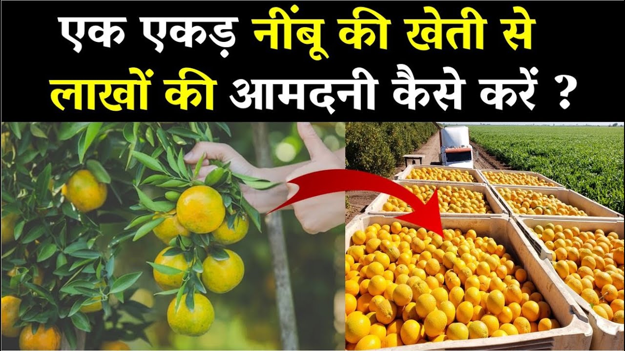 नींबू की खेती किसानो को बना देंगी मालामाल, कम समय में कमा सकते तगड़ा मुनाफा, जाने खेती करने का तरीका 1 नींबू की खेती किसानो को बना देंगी मालामाल, कम समय में कमा सकते तगड़ा मुनाफा, जाने खेती करने का तरीका
