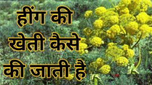 किसानो को धन्नासेठ बना देंगी हींग की खेती, कम निवेश में कमाई भी होगी अंधाधुन, देखे पूरी डिटेल