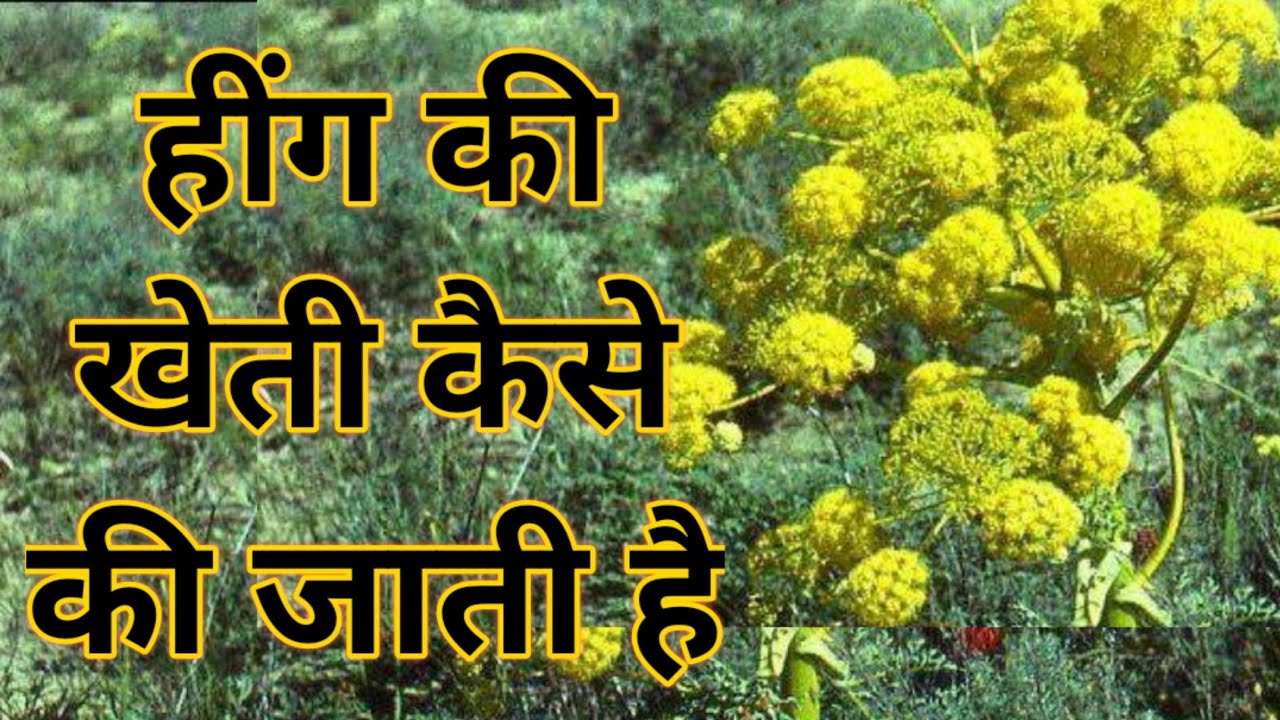 किसानो को धन्नासेठ बना देंगी हींग की खेती, कम निवेश में कमाई भी होगी अंधाधुन, देखे पूरी डिटेल 1 किसानो को धन्नासेठ बना देंगी हींग की खेती, कम निवेश में कमाई भी होगी अंधाधुन, देखे पूरी डिटेल
