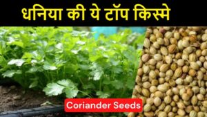 धनिया की उन्नत किस्मे किसानो को कमा के देगी मोटा पैसा, कम समय में बना देगी मालामाल देखे पूरी जानकरी