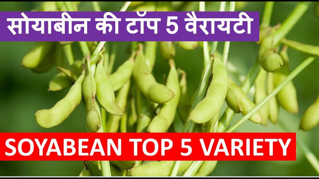 सोयाबीन की ये 5 उन्नत किस्मे तोड़ेंगी सारे रिकॉर्ड, कम लागत में होगा बंपर उत्पादन