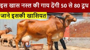 इस खास नस्ल की गाय देंगी 50 से 80 लीटर दूध, कम समय में पशुपालको को बना देंगी लखपति, जानिए इसकी खासियत