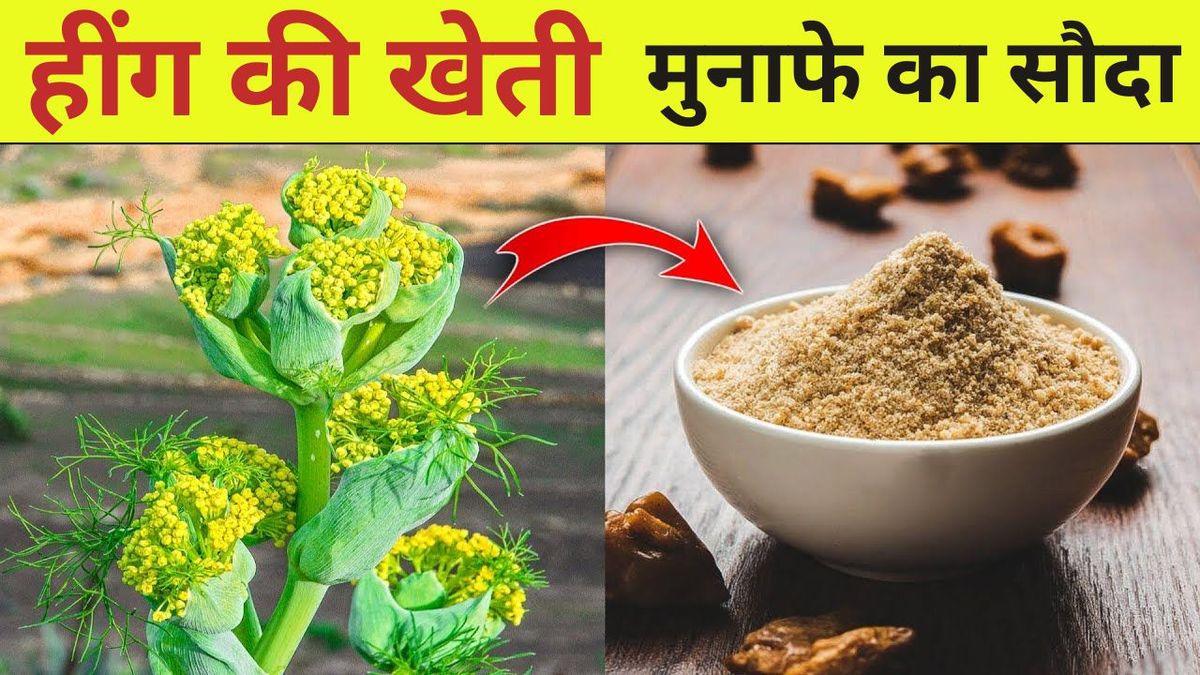 हींग की खेती किसानो को बना देंगी धन्नासेठ, कम समय में हो जायेंगे लखपति, देखे पूरी डिटेल