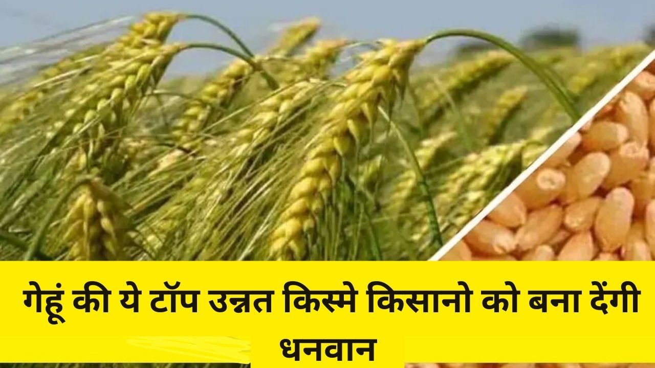 गेहूं की ये टॉप उन्नत किस्मे किसानो को बना देंगी धनवान, कम समय में उत्पादन भी होगा तगड़ा, देखे डिटेल 1 गेहूं की ये टॉप उन्नत किस्मे किसानो को बना देंगी धनवान, कम समय में उत्पादन भी होगा तगड़ा, देखे डिटेल
