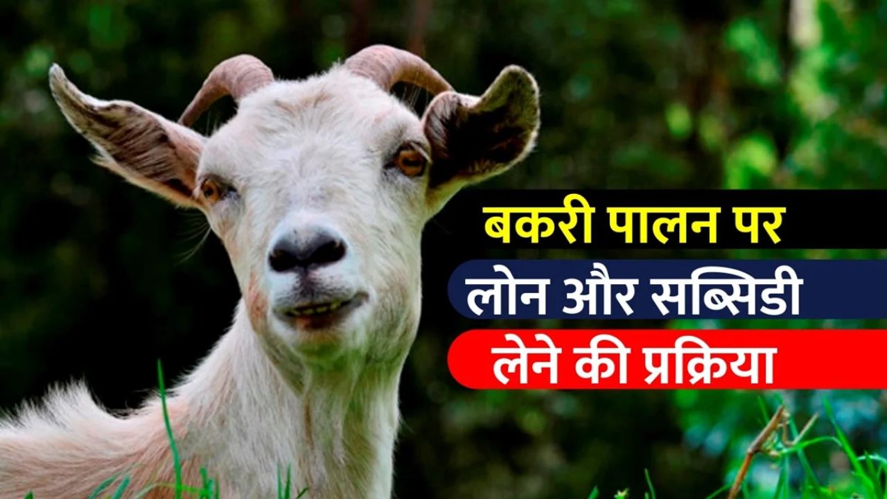सरकार देगी बकरी पालन के लिए 90% तक सब्सिडी, जानिए कैसे करे आवेदन 1 सरकार देगी बकरी पालन के लिए 90% तक सब्सिडी, जानिए कैसे करे आवेदन