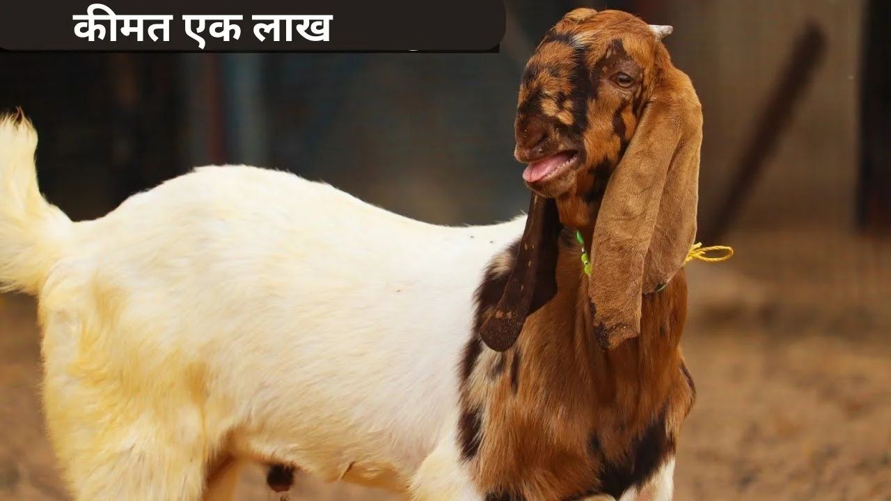 इन खास 5 नस्ल की बकरी बना देंगी लखपति, कम समय में हो जायेंगे मालामाल, देखे डिटेल 1 इन खास 5 नस्ल की बकरी बना देंगी लखपति, कम समय में हो जायेंगे मालामाल, देखे डिटेल