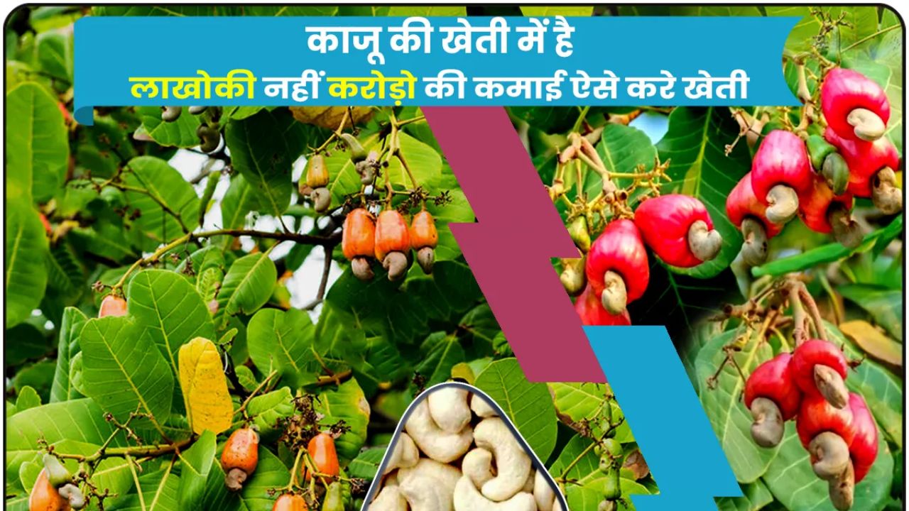 काजू की खेती से होगी बंपर कमाई, कम समय में बन जायेंगे करोड़पति, देखे जानकारी 1 काजू की खेती से होगी बंपर कमाई, कम समय में बन जायेंगे करोड़पति, देखे जानकारी
