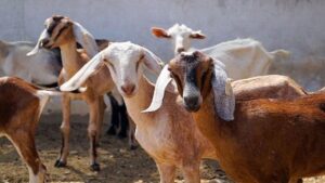 इस खास नस्ल की बकरी देंगी 3 लीटर से अधिक दूध, हर महीने की कमाई भी होगी लाखो रुपये