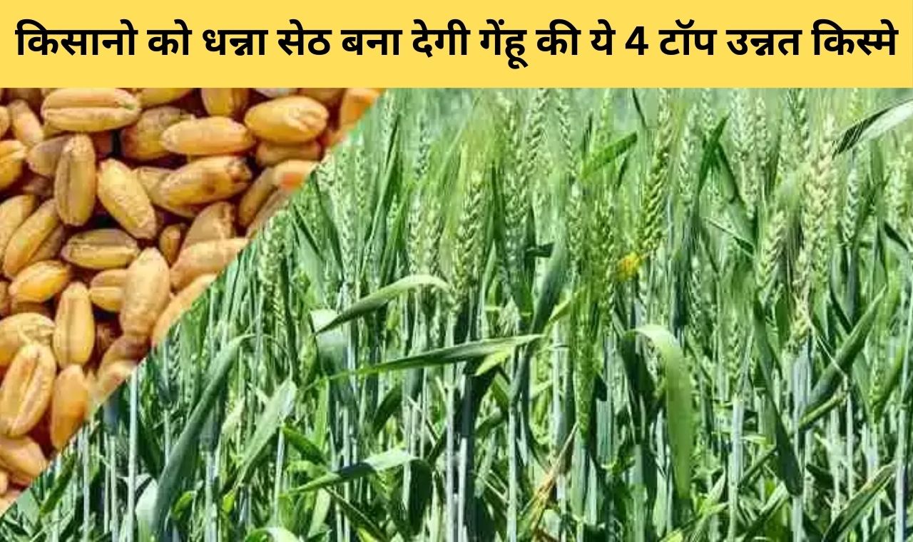 किसानो को धन्नासेठ बना देगी गेहूं की ये टॉप 4 किस्मे, 100 क्विंटल से अधिक का होगा उत्पादन, देखे जानकारी 1 किसानो को धन्नासेठ बना देगी गेहूं की ये टॉप 4 किस्मे, 100 क्विंटल से अधिक का होगा उत्पादन, देखे जानकारी