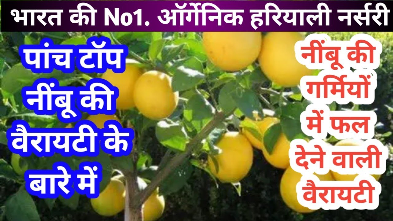 नींबू की इन 5 किस्मों की खेती से किसान हो जायेंगे मालामाल, कम समय में होगा जबरदस्त उत्पादन, देखे जानकारी 1 नींबू की इन 5 किस्मों की खेती से किसान हो जायेंगे मालामाल, कम समय में होगा जबरदस्त उत्पादन, देखे जानकारी