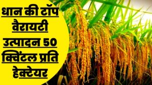 धान की ये उन्नत किस्मे बना देंगी मालामाल, प्रति हेक्टेयर होगा लपक उत्पादन, देखे जानकारी