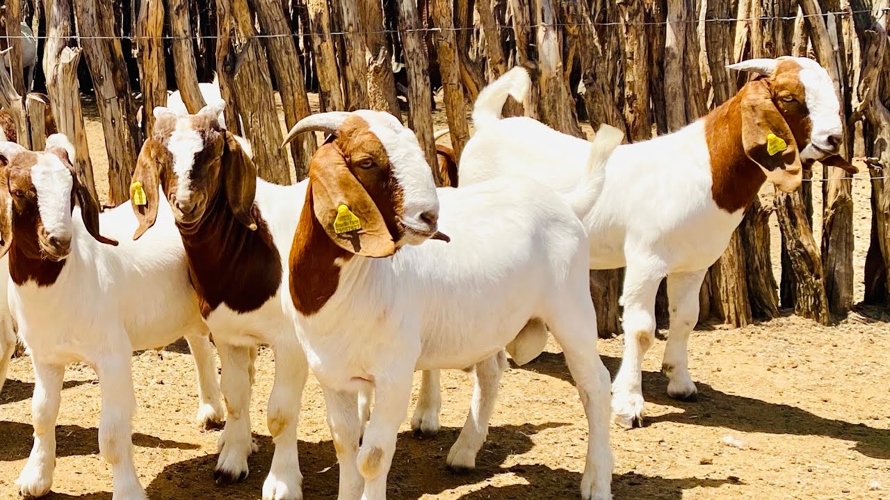 यह खास किस्म की बकरी बना देंगी धनवान, मार्केट में रहती चिकन से लेकर दूध की तगड़ी डिमांड 1 यह खास किस्म की बकरी बना देंगी धनवान, मार्केट में रहती चिकन से लेकर दूध की तगड़ी डिमांड