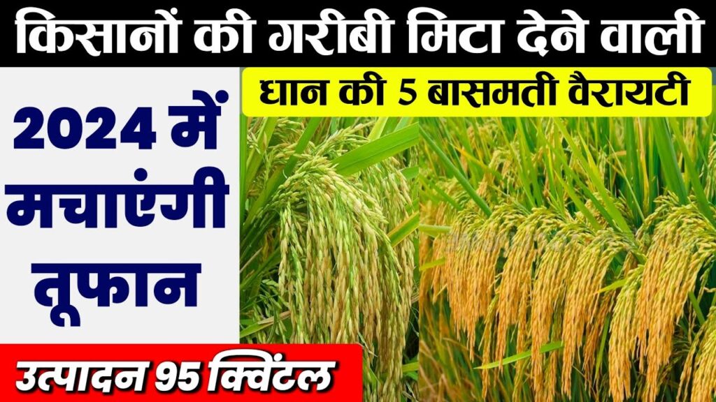 बासमती धान की ये 5 खास किस्में बना देंगी धनवान, होगा 50 क्विंटल तक उत्पादन, देखे सम्पूर्ण जानकारी