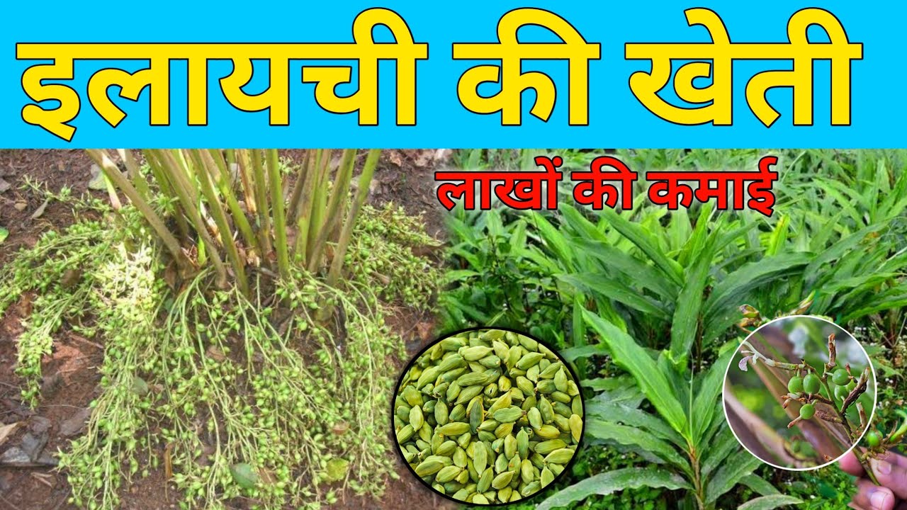इलायची की खेती किसानो को बना देंगी लखपति, कम समय में मुनाफा भी होगा तगड़ा 1 इलायची की खेती किसानो को बना देंगी लखपति, कम समय में मुनाफा भी होगा तगड़ा