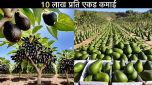 इस खास फल की खेती से किसानो को होगा लपक मुनाफा, कम समय में हो जायेंगे मालामाल, देखे पूरी जानकारी
