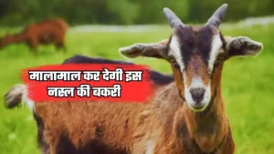 Goat farming: भैस से ज्यादा दूध देती है इस नस्ल की बकरी, पशुपालको को बना देगी मालामाल