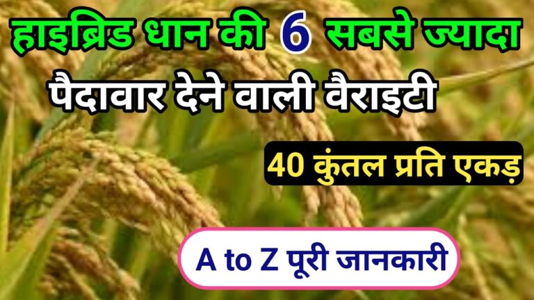 धान की यह नई किस्में किसानो को बना देगी मालामाल, जानिए इन नई वैरायटी के बारे में