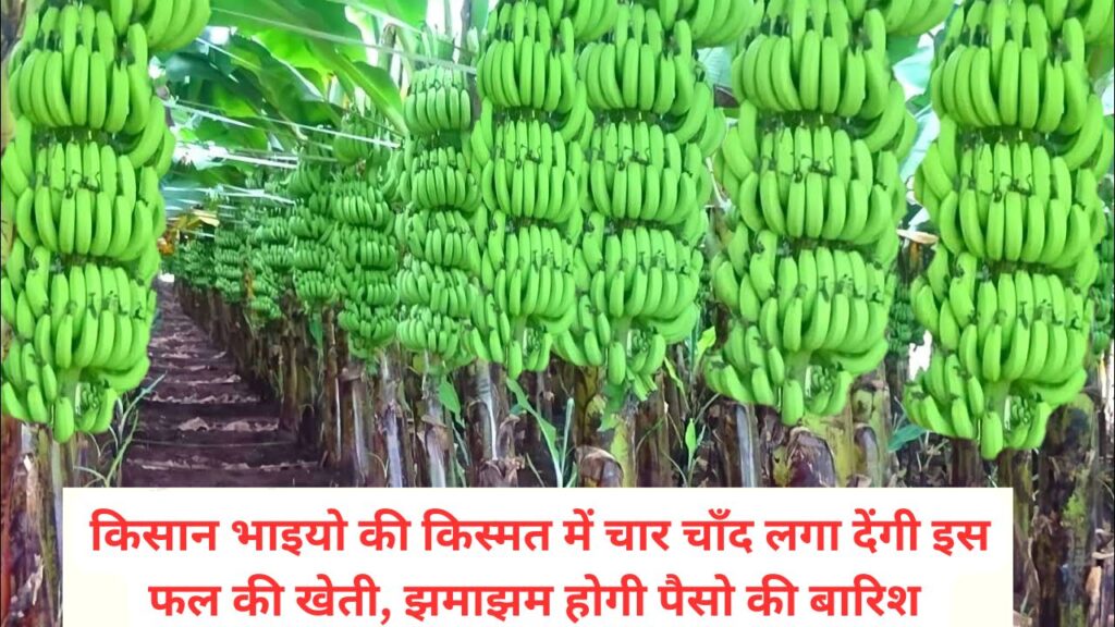किसान भाइयो की किस्मत में चार चाँद लगा देंगी इस फल की खेती, झमाझम होगी पैसो की बारिश 1 किसान भाइयो की किस्मत में चार चाँद लगा देंगी इस फल की खेती, झमाझम होगी पैसो की बारिश