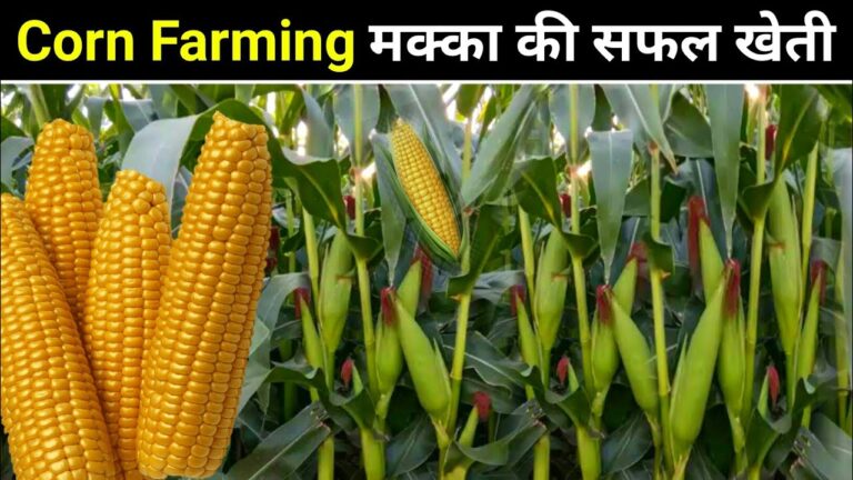 किसानो को लखपति बना देगी मक्के की टॉप किस्मे, जाने इसकी पूरी जानकरी 1 किसानो को लखपति बना देगी मक्के की टॉप किस्मे, जाने इसकी पूरी जानकरी