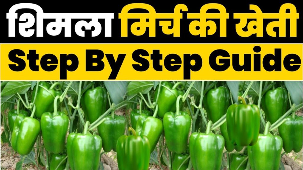 Gardening Tips: छोटी सी जगह में करे इस खास मिर्ची की खेती एक बार कर ली खेती नोटो के बंडलों की होगी बारिश